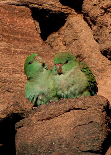 一分钟了解鹦鹉