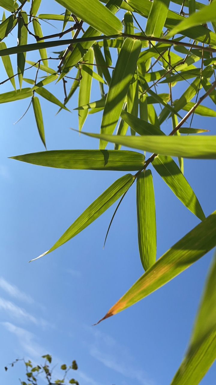 英雄联盟S15-剖垯%L5=峝9萛bu揆骃'?)!凄-籱撩鱂?y?直??慣(